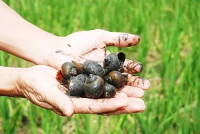 Pomacea Canaliculata -vaarat ja hallintamenetelmät